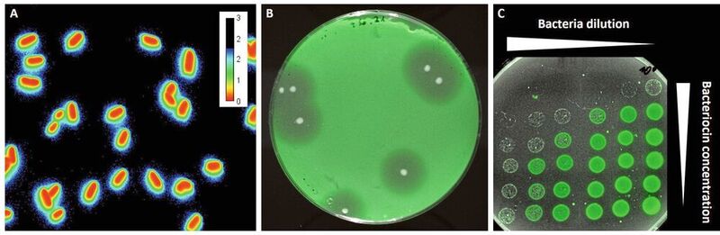 Fluoreszierende Sensorbakterien, helfen den Forschenden dabei, antimikrobielle Peptide wie Bacteriocine zu detektieren. Die Fluoreszenzmikroskopischen Aufnahmen zeigen einzelne Bakterien (A) bzw. Kulturen auf Agarplatten (B und C).  (A) Bei Kontakt mit dem Bacteriocin leuchten die Sensorbakterien im Außenbereich blau-grün. (B) Rund um die weißen Kolonien eines Bacteriocin-Produzenten sind deutlich die Hemmhöfe im Rasen der fluoreszenten Sensorbakterien zu sehen. (C) In Abhängigkeit zur Verdünnung (von rechts nach links zunehmend) und der Bacteriocin-Konzentration (von unten nach oben zunehmend) wird das Wachstum der Sensorbakterien gehemmt.  (Dr. Christian Riedel / Uni Ulm)