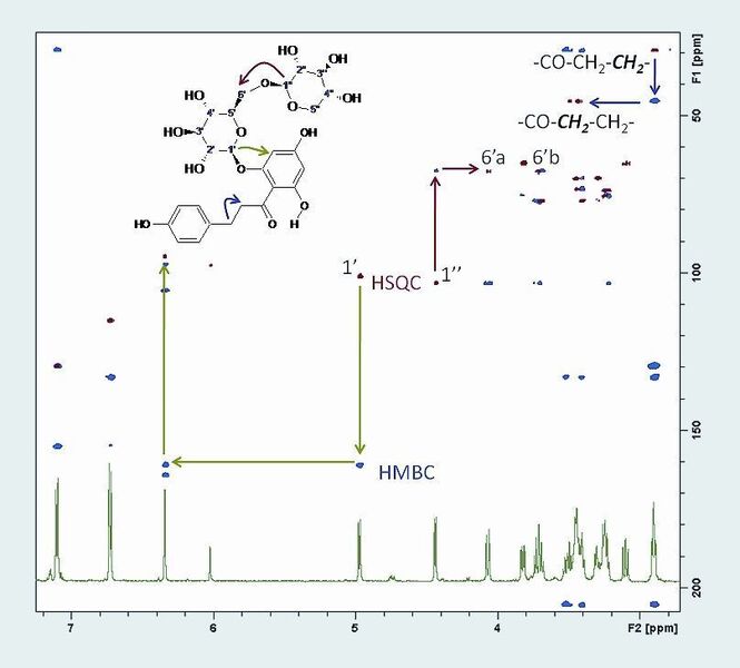 Abb. 4: 2D-NMR zur Strukturaufklärung: HSQC- und HMBC-Korrelationen zeigen die Bindungstellen zwischen Zucker und Aglykon sowie zwischen den Zuckereinheiten untereinander. Die wichtigsten Korrelationen sind farbig hervorgehoben.  (Bild: Bruker Biospin)