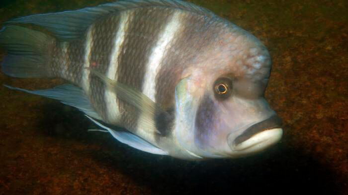 Cyphotilapia gibberosa is one of the particularly curious cichlids in Lake Tanganyika. (Source: University of Basel, Adrian Indermaur)