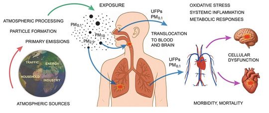 Schematische Darstellung der Quellen und gesundheitlichen Auswirkungen ultrafeiner Partikel (UFPs): UFPs mit einer Größe von weniger als 100 nm sind in verschmutzter Luft allgegenwärtig. Obwohl sie nur eine geringe Masse aufweisen, verfügen UFPs über eine große Expositionsoberfläche, können die Abwehrmechanismen der Atemwege umgehen, in das Gehirn und den Blutkreislauf gelangen und das Herz sowie andere Organe beeinträchtigen.(Bild:  Lelieveld et al., Cardiovascular Research, 2026)