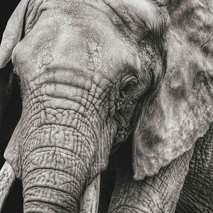 Die weißen Elefanten (bis zu 6.000 kg) Weiße Elefanten stehen symbolhaft für riesige Projekte ohne tieferen ökonomischen Sinn, beispielsweise für Bauprojekte im Zuge von Großveranstaltungen wie Sportevents. In vielen Ländern stehen Stadien, die kaum genutzt werden und verfallen. Weiße Elefanten sind aber auch ein Begriff für Mitarbeiter in Unternehmen, die keine wirkliche Funktion haben – auch in der Politik und in staatsnahen Unternehmen trifft man immer wieder auf diese Tierart. Im unternehmerischen Kontext empfehlen sich zwei Strategien, um mit weißen Elefanten zielführend umzugehen. Wie im Sport hilft auch in der Business-Welt konsequentes Training, um unerwünschte Kilos zu verlieren: So können aus weißen Elefanten, wenn sie in einem neuen Betätigungsfeld richtig eingesetzt werden, fleißige Arbeitsbienen werden. Und so schwierig es vielleicht gerade bei einer „bedrohten“ Tierart sein mag, sie loszuwerden, zahlt sich die Extra Mile in der Regel aus.(Bild:  gemeinfrei © christels /  Pixabay)