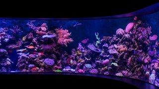 Wie volatil IoT-Schnittstellen sein können, zeigt der prominente Fall eines Casino-Hacks – über ein Aquarium. (Bild: gemeinfrei)