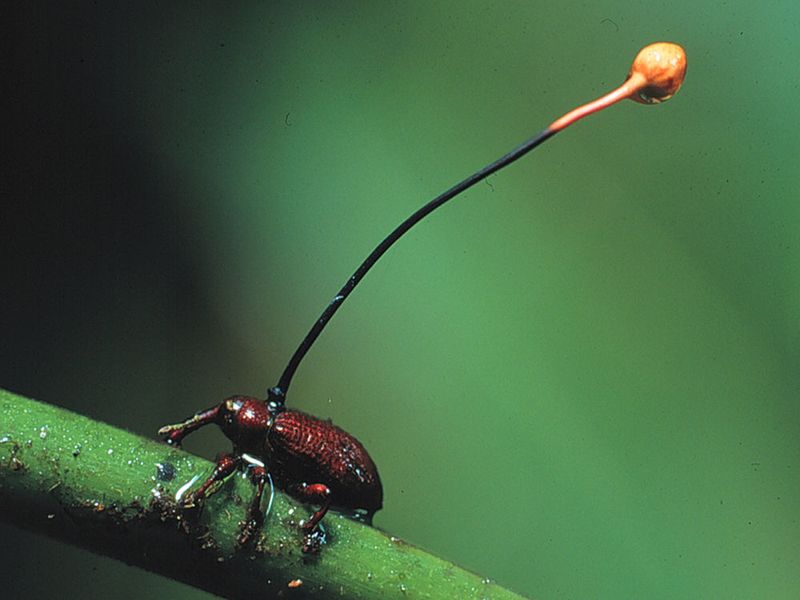 Cordyceps sp. (Costa Rica): Die Artenvielfalt der insektenparasitierenden Pilze ist noch völlig unbekannt. (R. Lücking / Botanischer Garten und Botanisches Museum Berlin)