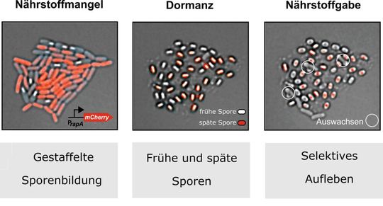 Sporenbildung ist ein mehrzelliger Prozess. Links: Gestaffelte Sporulation; Mitte: Frühe und späte Sporen; rechts: Selektives Aufleben. Die Sporen entstehen zeitlich gestaffelt aus einer Vorläuferzelle über einen Zeitraum von mehreren Tagen. Die einzelne Zelle entscheidet in jedem Zellzyklus, ob sie sich nochmals teilt oder die Sporulation einleitet. Nach vier Tagen sind (fast) alle Zellen sporuliert und gemäß ihres Sporulationszeitpunkts kann man „frühe“ und „späte“ Sporen unterscheiden. Sporenbildung ist ein mehrzelliger Prozess. Links: Gestaffelte Sporulation; Mitte: Frühe und späte Sporen; rechts: Selektives Aufleben. Die Sporen entstehen zeitlich gestaffelt aus einer Vorläuferzelle über einen Zeitraum von mehreren Tagen. Die einzelne Zelle entscheidet in jedem Zellzyklus, ob sie sich nochmals teilt oder die Sporulation einleitet. Nach vier Tagen sind (fast) alle Zellen sporuliert und gemäß ihres Sporulationszeitpunkts kann man „frühe“ und „späte“ Sporen unterscheiden.