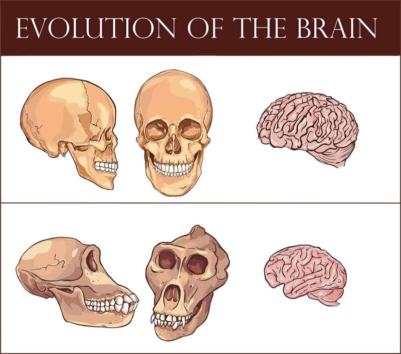 Ähnlich und doch verschieden: Die Gehirne von Mensch und Neandertaler