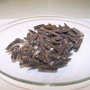 Nach der Häutung der Larven bleiben Insektenhäute als Reststoff. Sie enthalten bis zu 40% Chitin.