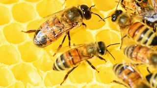 Forscher haben die Effizienz des Schwänzeltanzes von Bienen untersucht (Symbolbild). (Pixabay/PollyDot)