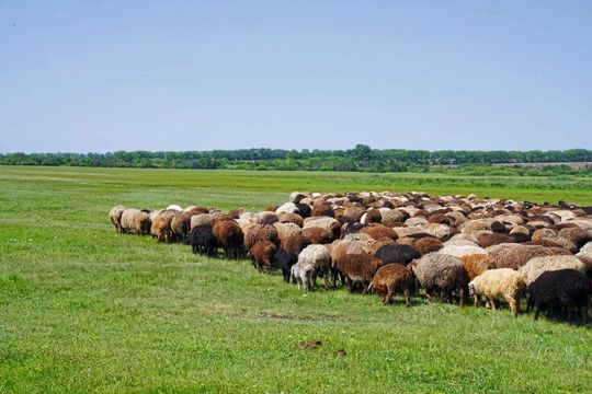 Eine Schafherde weidet in einer Steppenlandschaft des Südurals in der Nähe von Arkaim, wo Hirten vor 4.000 Jahren wahrscheinlich ähnliche Herden hüteten.(Bild:  Taylor Hermes)