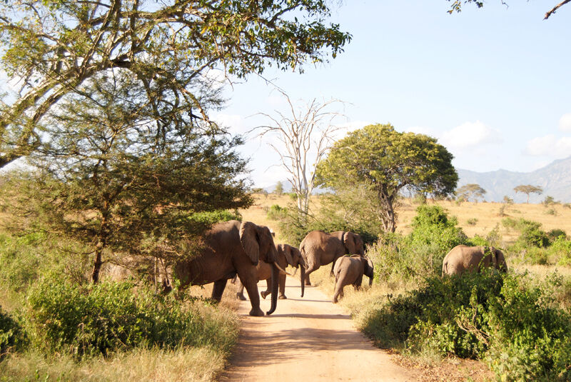 Elefanten auf Wanderung (Archiv: Vogel Business Media)