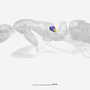 Die Metapleuraldrüsen, aus der die antibiotischen Wirkstoffe stammen, liegen seitlich an der Brust der Matabele-Ameisen. Computertomographische Aufnahme.(Bild:  Fumika Azuma / Okinawa Institute of Science and Technology)