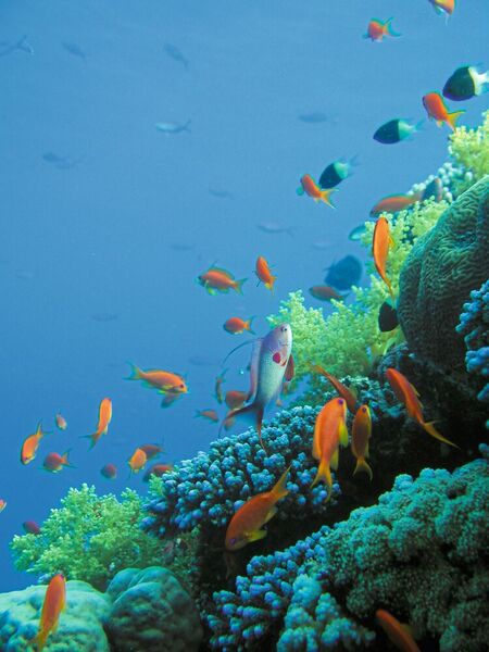 Korallenriffe wie dieses im Roten Meer sind aktive Ökosysteme, wo große Mengen an Elementen aus dem Ozean aufgenommen und in diesen abgegeben werden, zum Beispiel durch Verkalkung, Ablagerung oder Ablösung. Diese Prozesse haben großen Einfluss auf die Element-Verhältnisse.  (Bild: Mario Lebrato)