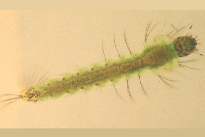 Die Larve der Anopheles-Mücke entwickelt sich in stehenden Gewässern, weshalb Malaria auch als Sumpffieber bezeichnet wurde. Die Weibchen infizieren sich selbst erst bei der Blutmahlzeit an einem infizierten Menschen. (Foto: commons.wikimedia.org/Dietzel65 (CC BY))