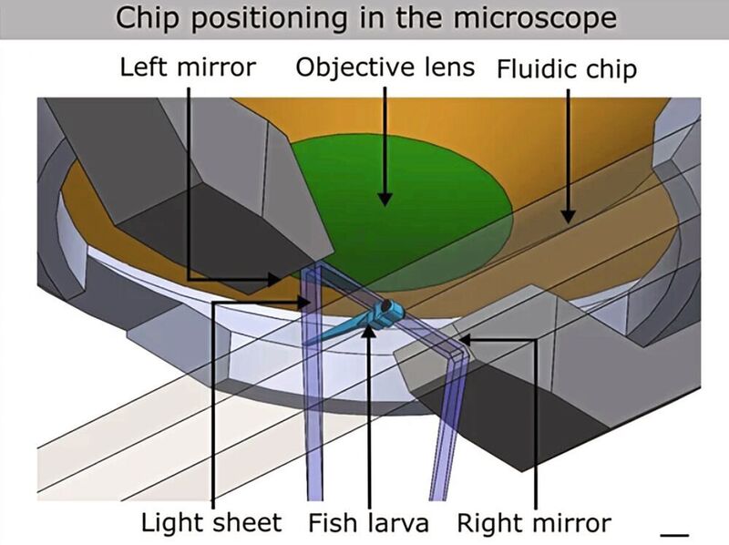 Abb. 3: Prinzip des Lichtblattmikroskops, das für die Bildgebung verwendet wurde. (Mattern, K., von Trotha, J.W., Erfle, P. et al. NeuroExaminer: an all-glass microfluidic device for whole-brain in vivo imaging in zebrafish. Commun Biol 3, 311 (2020))