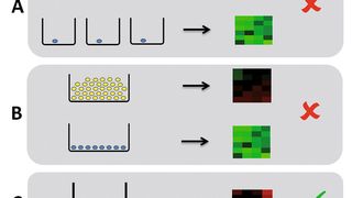 Abb. 1: Herangehensweisen für die Schätzung von Zellheterogenitäten: A) Analyse von Einzelzellmessungen. Solche Daten sind teuer und unterliegen großem Messfehler. Daher sind sie hier nicht sinnvoll. B) Vorsortierung der Zellen nach Zelltypen und anschließende Microarray-Messung für eine Menge gleicher Zellen. Im hier betrachteten Fall ist die Vorsortierung wegen der identischen Morphologie nicht möglich. C) Stochastic Profiling: Für eine zufällig ausgewählte Menge von Zellen wird die Gesamtexpression gemessen und diese per Maximum Likelihood analysiert. (Bild: Helmholtz Zentrum München)