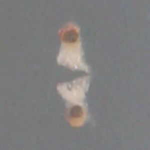 (Tian Qiu/ MPI für Intelligente Systeme)