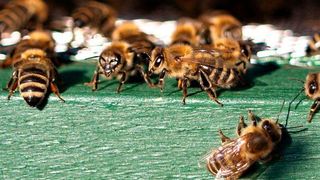 Maschinen, Anlagen oder Geräte können über das betont "schlanke" Netzwerkprotokoll MQTT miteinander kommunizieren. Den "Bienenstock" stellt der MQTT-Server (Broker) dar. (Bild: gemeinfrei)