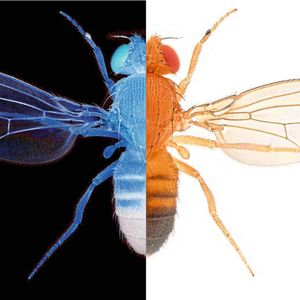 Dopamin hilft Tieren wie der Fliege Drosophila melanogaster, „gut“ und „schlecht“ (symbolisiert durch schwarz und weiß) in ihre Entscheidungen einzuordnen.(Bild:  Nicolas Gompel)