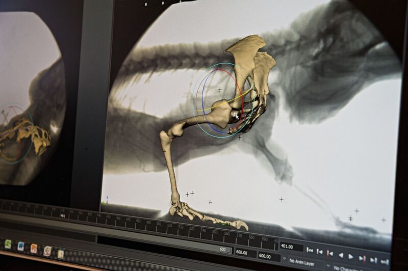 Dreidimensionale Bewegungsanalyse eines grünen Leguans am Computer: Virtuelle Knochenmodelle werden auf die echten Röntgenschatten angepasst, um komplexe Bewegungsabläufe exakt zu erfassen. (Daimler und Benz Stiftung/Oestergaard)