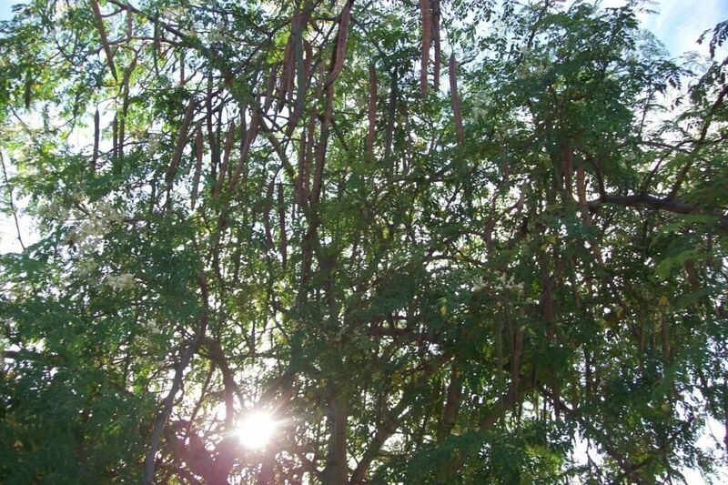 Moringa Oleifera-Baum (Bild: ILL)