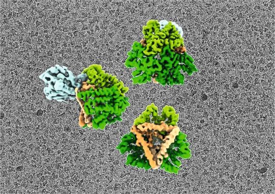 Kryo-EM Rekonstruktion. Tat-Komplex in verschiedenen Orientierungen, mit den einzelnen Bestandteilen in verschiedenen Farben. Der Hintergrund zeigt ein Rohbild der Kryo-EM-Aufnahmen, die zur Berechnung der Dichte verwendet wurden – insgesamt wurden etwa 10.000 Bilder verwendet.(Bild:  Ziyu Zhao & Leonid Sazanov/Molecular Cell)