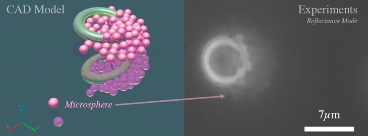 Model of a pair of microtori picking up particles, left. Image of actual microtori picking up particles when a magnetic field is applied, right. (Remmi Danae Baker, Penn State)