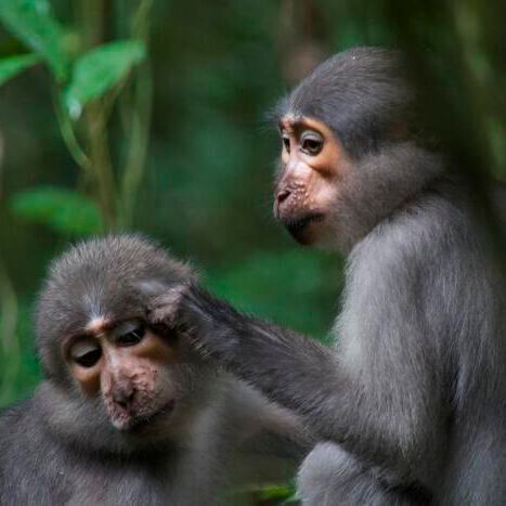 Dartmouth researchers report that apes and early humans evolved more flexible shoulders and elbows than monkeys (above) to safely get out of trees. For early humans, these versatile appendages would have been essential for gathering food and deploying tools for hunting and defense. Dartmouth researchers report that apes and early humans evolved more flexible shoulders and elbows than monkeys (above) to safely get out of trees. For early humans, these versatile appendages would have been essential for gathering food and deploying tools for hunting and defense.