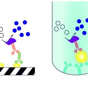 Abb. 2: Immunassays gehören zu den am weitesten verbreiteten Methoden in der Bioanalytik. Im Bild: Verschiedene Formen eines Enzyme-linked Immunosorbent Assay (ELISA) im Prinzip dem ELICA-Immunassay nicht unähnlich. In der grafischen Darstellung ist gezeigt, wie der Nachweis von Antikörpern erfolgen kann. (Bild:  Wikipedia)