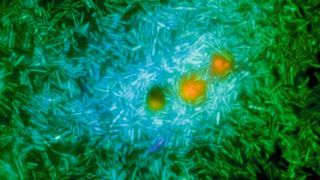 Meeresbakterien (grün und hellblau) ernähren sich von Nährstoffen, die aus einem genetisch veränderten Phytoplankton (orange) austreten. Diese Bakterien setzen eine Substanz frei, die zur Wolkenbildung beiträgt. (Roman Stocker/Cherry Gao)