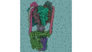 Kryo-EM Struktur der T. thermophilus V/A-type ATP Synthase. Der Hintergrund zeigt eine Rohversion des Kryo-EM Mikrobildes – einzelne ATPase Moleküle sind sichtbar. (IST Austria)