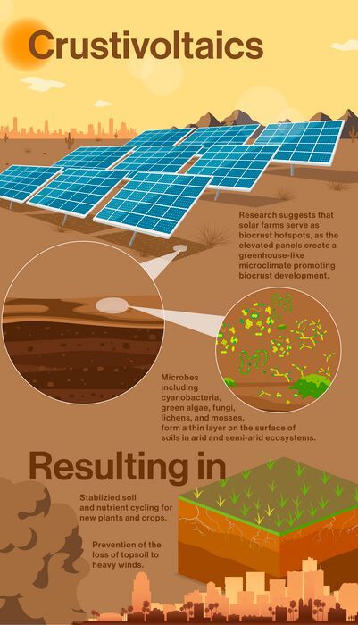 In a proof-of-concept study, ASU researchers adapted a suburban solar farm in the lower Sonoran Desert as an experimental breeding ground for biocrust. During the three-year study, photovoltaic panels promoted biocrust formation, doubling biocrust biomass and tripling biocrust cover compared with open areas with similar soil characteristics.