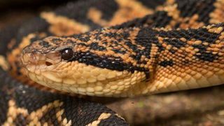 The venom of the South American bushmaster (Lachesis muta) is not especially powerful, but the snake is dangerous because of the large amount of venom it injects into its victims. (Source: Sávio Stefanini Sant’ Anna/ Instituto Butantan)