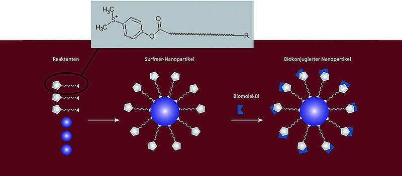 2	 Die NANOCYTES-Technologie: Surfmer-Nanopartikel für die direkte Kopplung von Biomolekülen werden via Emulsionspolymerisationen in einem Prozessschritt unter Verwendung polymerisierbarer Tenside (Surfmere) hergestellt. Schematischer Aufbau sulfonium-basierter Surfmere bestehend aus einer Aktivestereinheit, einem Spacer und einer polymerisierbaren Gruppe (R). (NANOCYTES ist eine eingetragene Marke der Fraunhofer Gesellschaft) (Archiv: Vogel Business Media)