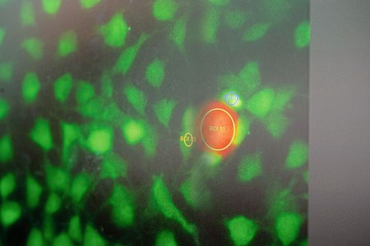 Der Farbstoff Rhodamin-B verleiht dem Mikroroboter seine orange Farbe. Deren Intensität gibt Aufschluss darüber, wie warm er ist.(Bild:  Astrid Eckert,  TU Muenchen)