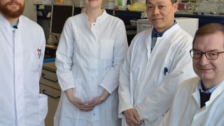 Das erfolgreiche Forschungsteam von der CAU entdeckte den Milchsäure-Transporter (v.l.n.r.): Janis Rambow, Julia Holm-Bertelsen, Binghua Wu und Eric Beitz. (Bild: Tebke Böschen, Uni Kiel)