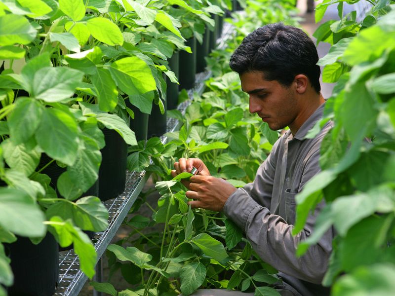 Researches for fungicides at BASF - market analysts expect big potentials for crop protection products in Asia... (Picture: press photo BASF)