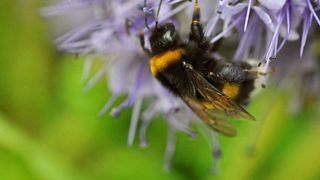 Dunkle Erdhummel (Bombus terrestris) (Bild: Heike Feldhaar)