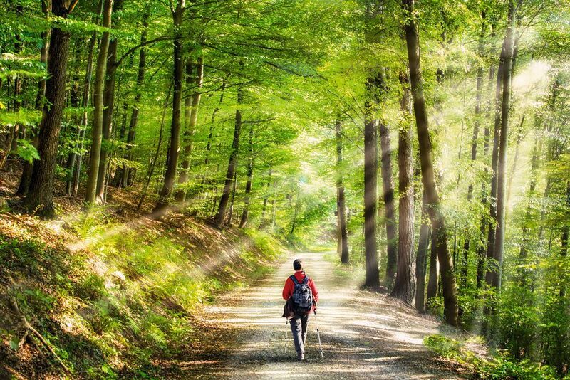 Abb. 1: Bereits fünf Minuten pro Tag im Wald zu verbringen, soll sich Forschern zufolge positiv auf das mentale Wohlbefinden auswirken [1]. (© eyetronic - adobe.stock.com)
