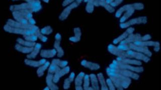 Chromosomen einer Mauszelle. Rot ist Xist-RNA auf einem inaktivierten X-Chromosom sichtbar (mikroskopische Aufnahme). (Bild: Ng K et al. EMBO Reports 2007, 8: 34)