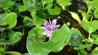 Die Wasserhyazinthe ist eine sich schnell ausbreitende Pflanze, die bereits in vielen Ländern der Erde als Gefahr für bestehende Ökosysteme erkannt worden ist. Um die Ausbreitung einzudämmen, werden regelmäßig große Mengen an Biomasse abgeerntet. (Symbolbild) (Bild: frei lizenziert, Ries Bosch)