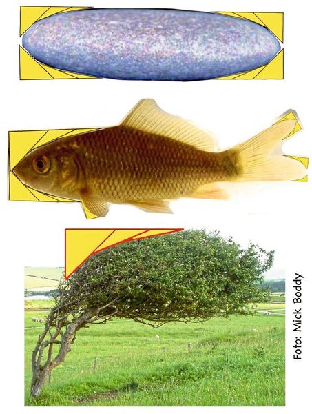Abb.5 b: Noch ein Beispiel für Zugdreiecke in der Natur. (Bild: C. Mattheck)