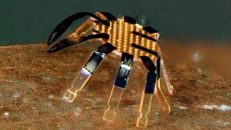 Forscher haben den bisher kleinsten ferngesteuerten Roboter entwickelt. 