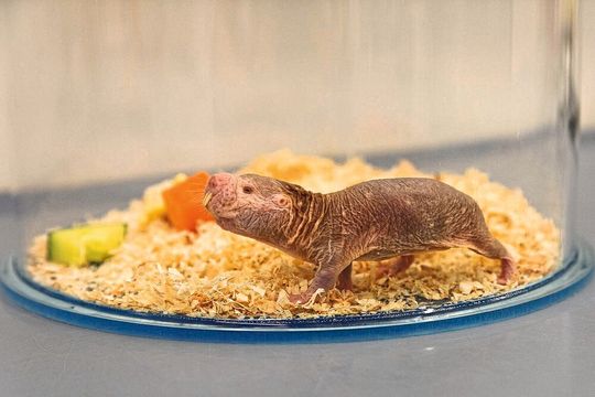 Nacktmulle haben zwar kein flauschiges Fell, aber dafür andere Qualitäten – etwa einen stark verlangsamten Alterungsprozess. Nacktmulle haben zwar kein flauschiges Fell, aber dafür andere Qualitäten – etwa einen stark verlangsamten Alterungsprozess.