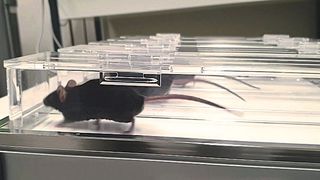 Mäuse auf dem Laufband – Bei trainierten Tieren waren teils andere Gene in den Muskeln aktiviert als bei untrainierten. (Bild: BiozentrumBasel)