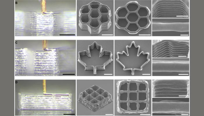 Mithilfe kommerzieller Bio-Tinten wie Cellink Start und Pluronic F 127 druckte das Team Wabenstrukturen und dreidimensionale Gerüste mit B16-Krebszellen. Die Filamente maßen zwischen 18 und 28 Mikrometern, und die Zellviabilität lag nach dem Druck bei etwa 86 %. (Bild: Scientific Advances)