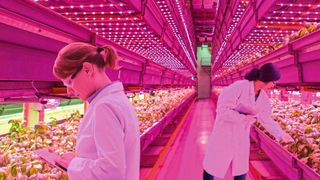 Die vielen LED-Elemente beim Vertical Farming müssen mit Strom versorgt und ausreichend gekühlt werden. (Bild: Osram Opto Semiconductors)