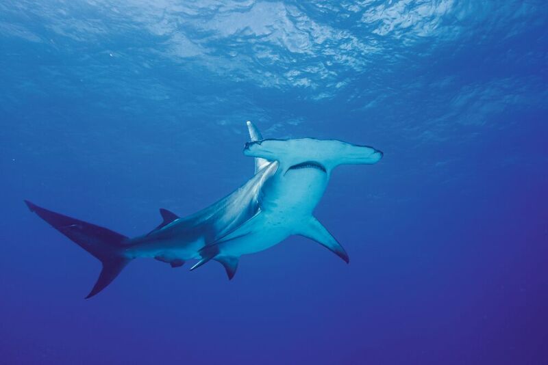Hammerhai: Die Lorenzinischen Ampullen befinden Sie an der Unterseite des Haikopfes.