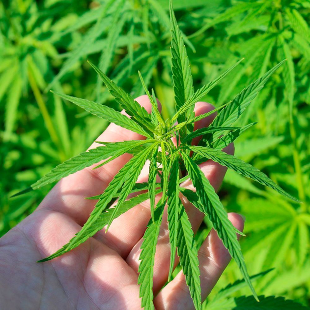 Bundesministerium Erteilt Verbliebene Zuschlage Fur Cannabis Anbau