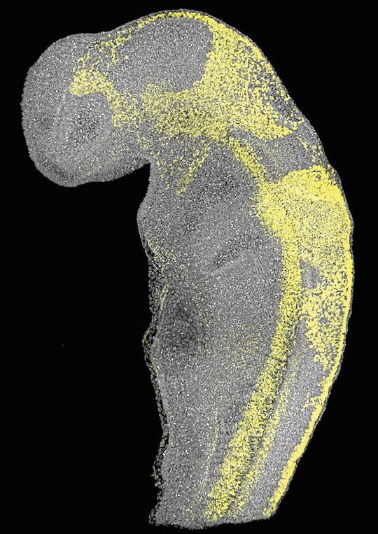 In Gelb sind wandernde Neuralleistenzellen im sich entwickelnden Katzenhai dargestellt.(Bild:  © Elio Escamilla)