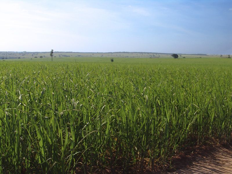 Die Gewinnung von Biokraftstoffen aus Nahrungsmitteln soll mit weiterer Forschung zukünftig vermieden werden  (Bild: Wikipedia)