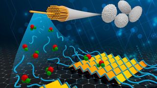 Individual silk protein molecules, or "silk fibroins" (blue), are deposited on a graphene surface (green and red spheres) surrounded by water and grow into an atomically precise two-dimensional (2D) sheet. The controlled deposition of silk fibers could lead to numerous biodegradable electronic devices. (Image:Mike Perkins, Pacific Northwest National Laboratory)
